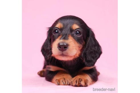 成約済の東京都のミニチュアダックスフンド(ロングヘアード)-194452の1枚目